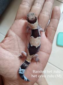 african fat tailed gecko 