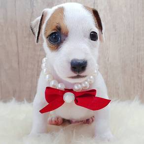 Jack Russell
