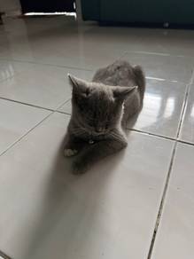 Kitten Bsh