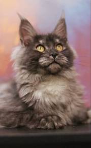 Stylish Maine Coon Cat