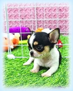 Chiwawa Pure Breed