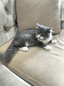 Kitten for rehome