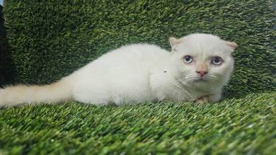 kucing munchkin betina