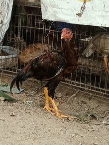 AYAM KAMPUNG DAN ITIK SERATI HIDUP DAN PROSEs