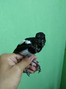 Murai anak taimong jantan