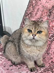 BSH Female