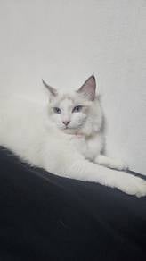 Ragdoll Pure Breed