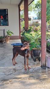 Dobermann