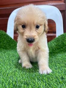 Golden Retriever 