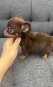 Pure Breed Long Fur Chihuahua (M) 
