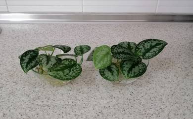 ARROROC Indoor Plant Bowls 2-piece Set