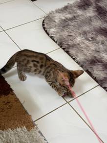Kucing Bengal Jantan