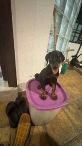 Doberman