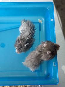 Long Haired Syrian Hamster