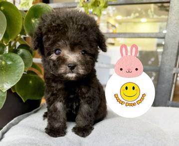 BVV1222 Silver Grey Poodle puppy #MKA