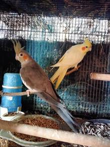 adult paring cockatile