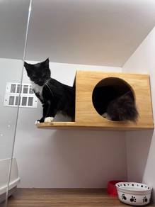 black and white Mainecoon