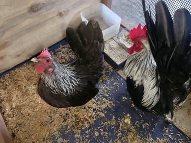japanese bantam murah !!