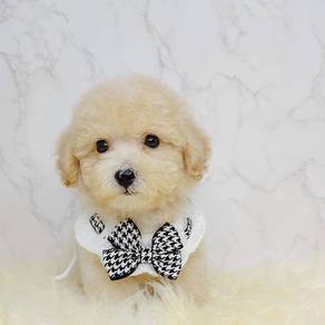 Poodle