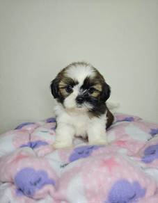 Shih tzu no5
Male
Rm1300