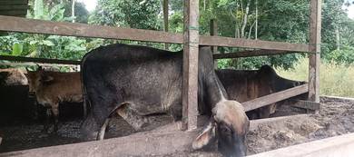 lembu jantan brahman