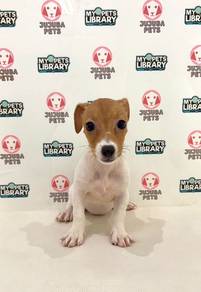 t37 Adorable Jack Russell Puppy