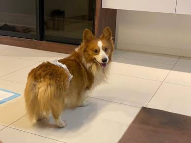 China imported long coat Corgi