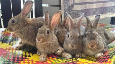 Rabbit for adoption
