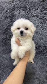 BichonSpitz female Puppy F-1