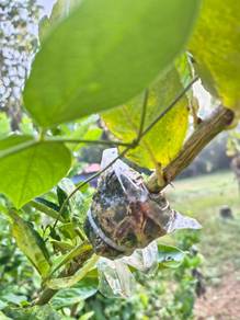 Anak pokok lemon