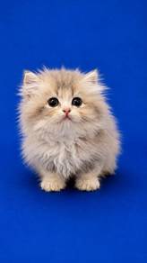 munchkin golden blue longhair