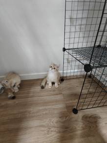 Golden Cream Kitten For Rehoming