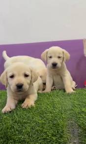 Labrador retriever puppy mka and microchip