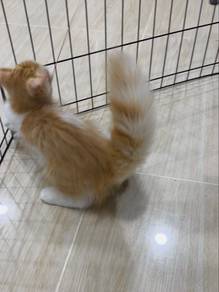 Kucing Persian Longhair