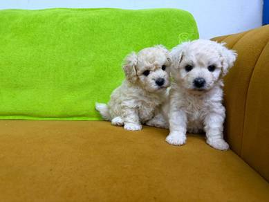 Bichon Frise