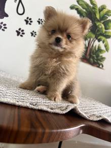 Mini Pomeranian 20