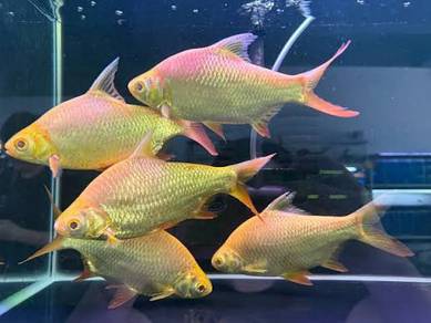 ikan lampam emas