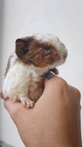 Teddy Guinea Pig / American Teddy