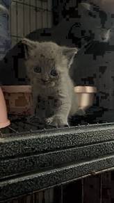 British Shorthair BSh kucing
