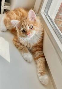 Persian Orange Mainecoone Kitten