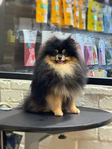 Merdeka Sales Black Tan Pom Promo