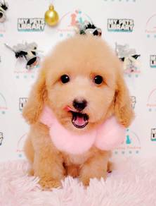 Maltipoo
