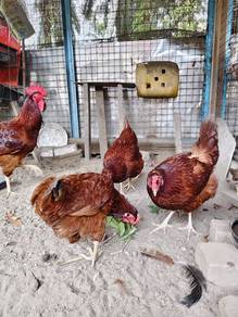 Ayam Rhode island red 