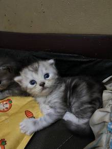 ank kucing ori DLH