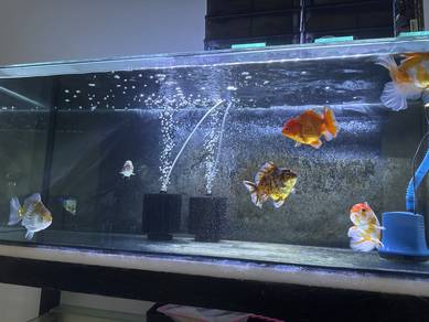 oranda shorttail goldfish