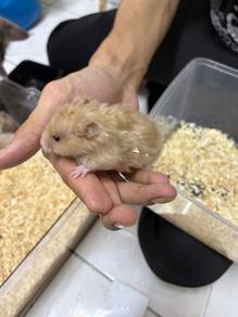 Syrian Big Bone - Beige Bear for SALE ❤️