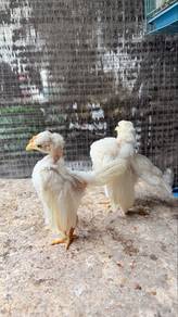 ayam serama putih