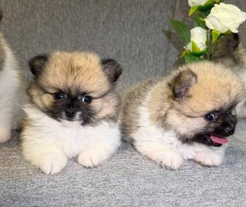 teacup Pomeranian x