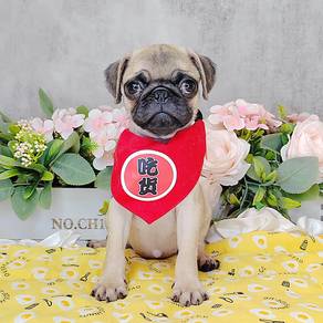 Pug