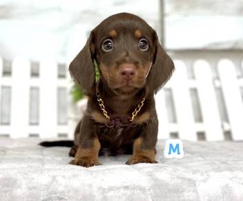 MINIATURE DACHSHUND Puppies D29 🐻 Male